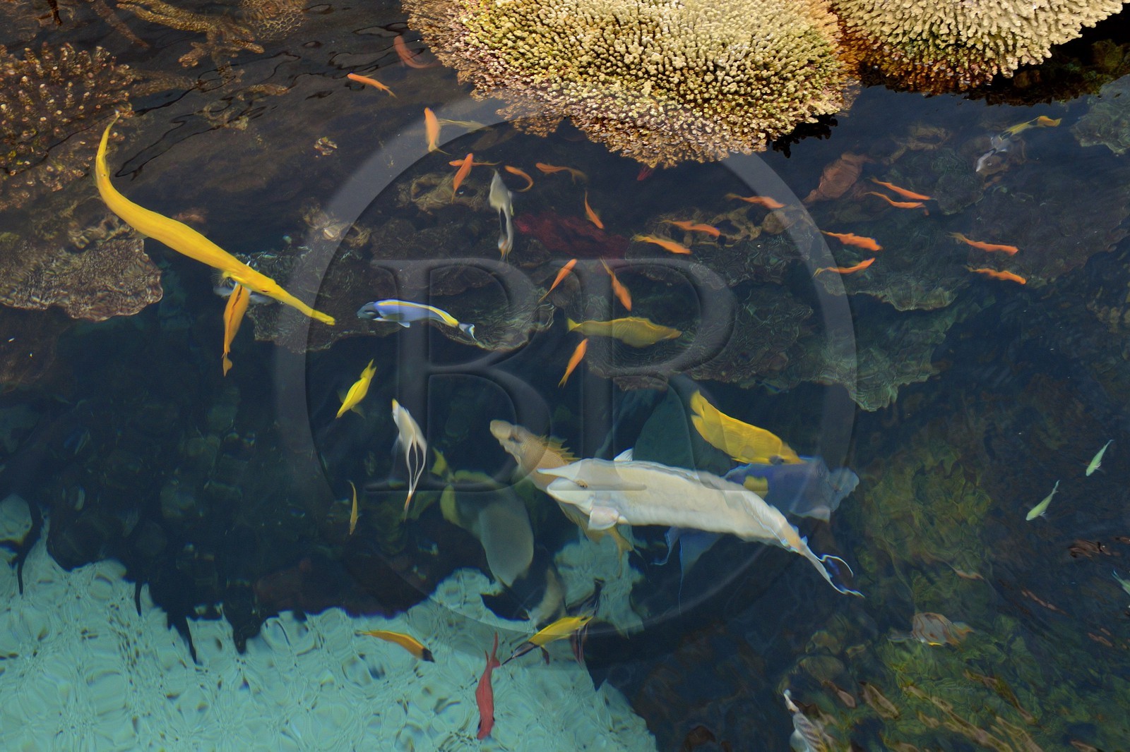 Portugal, Lisbonne, Parque das Nações (Parc des nations) construit pour l'exposition universelle de 1998, Oceanário (Oceanarium), bassin des poissons des mers chaudes