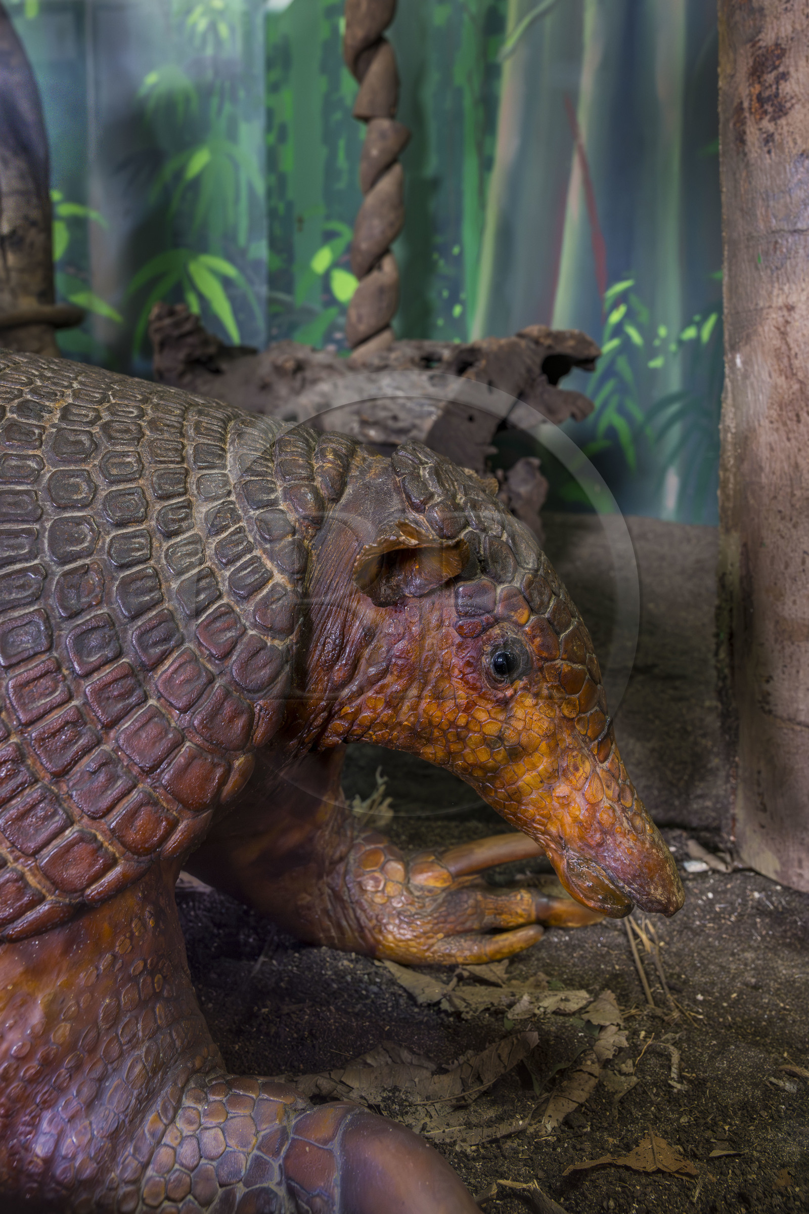 France, Guyane, Cayenne, musée départemental Alexandre-Franconie, Tatou géant (Priodontes maximus) naturalisé encore appelé cabassou