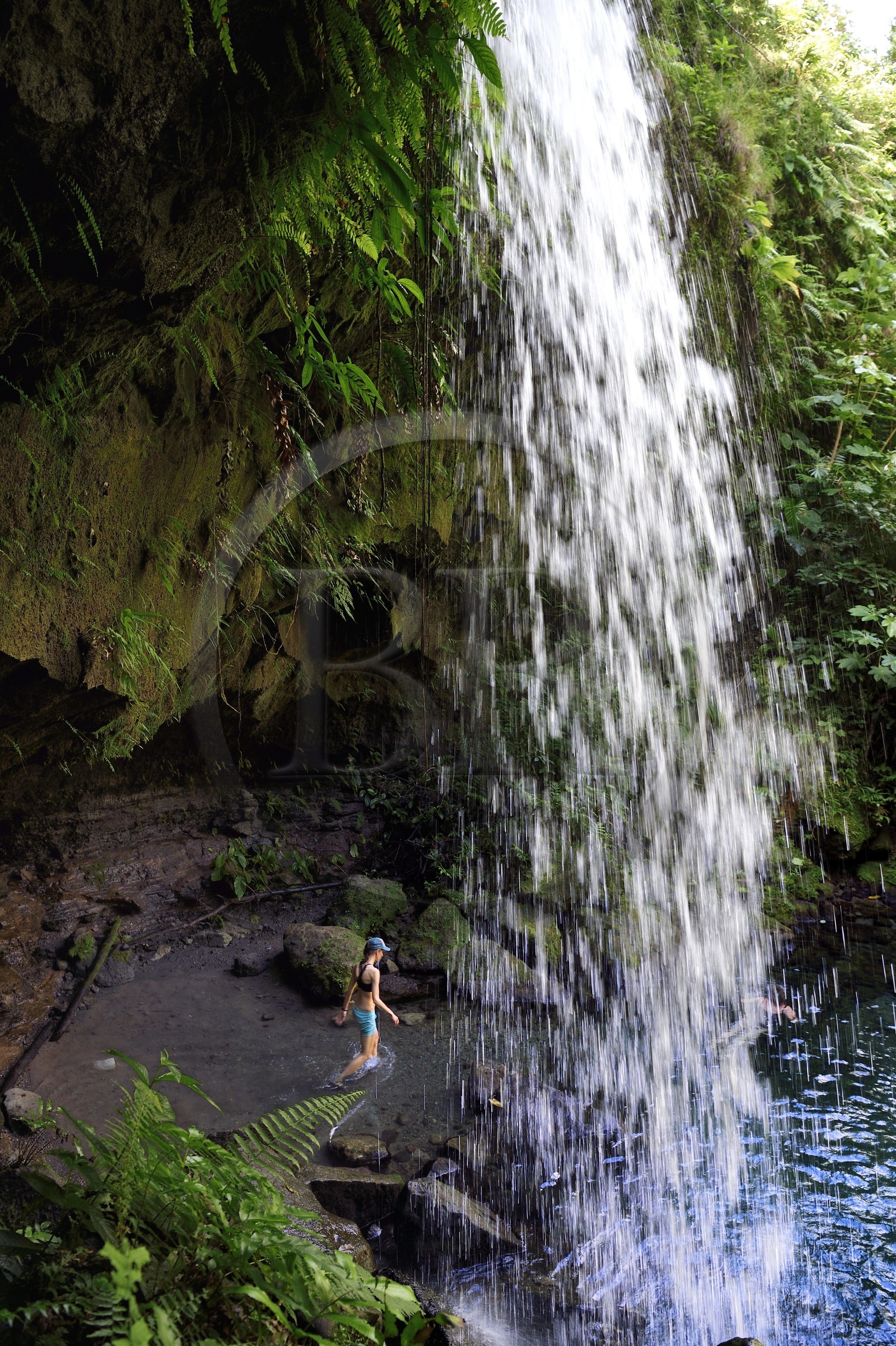 Caraïbes, Ile de la Dominique, Castle Bruce, Parc national du Morne Trois Pitons classé Patrimoine Mondial de l'UNESCO, dans le sous-bois tropical, le bassin d'émeraude (Emerald Pool) et sa cascade