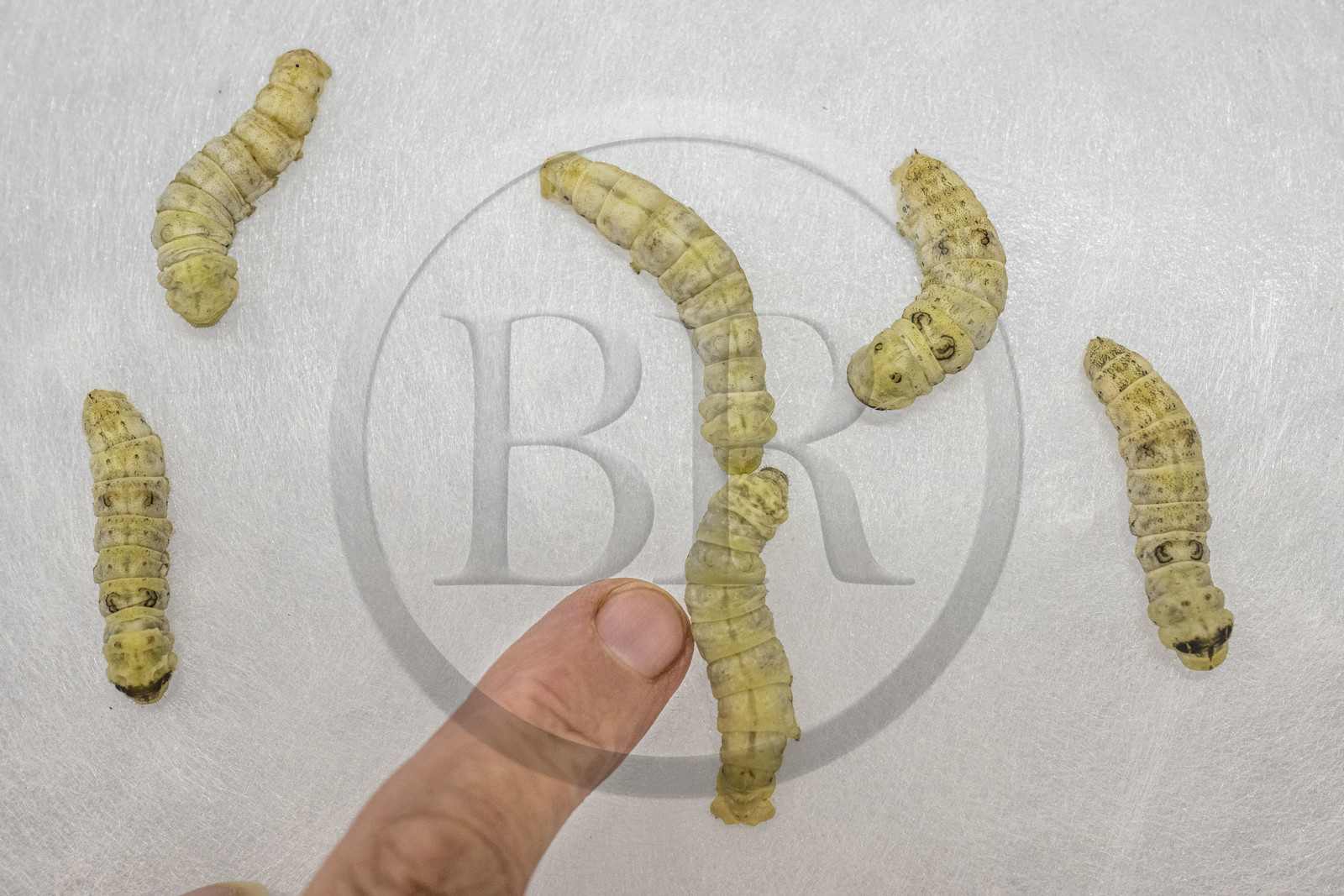 France, Gard, Monoblet, Atelier Sericyne is relaunching French sericulture, breeding silkworms and producing exceptional non-woven silk for the production of decorative objects