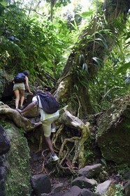 Caraïbes, Ile de la Dominique, Parc national du Morne Trois Pitons classé Patrimoine Mondial de l'UNESCO, randonnée au cœur de la forêt tropicale menant à la cascade des Middleham Falls, sentier de randonnée Waitukubuli qui traverse l’ile
