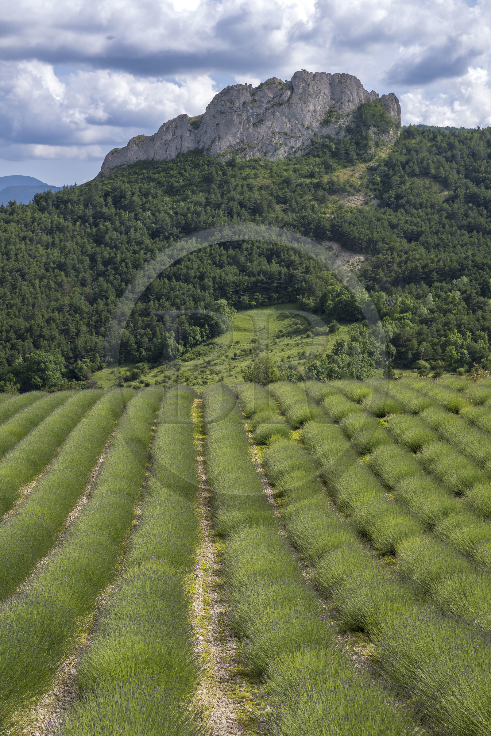 France, Drome, regional natural park of Baronnies provencales, Izon-la-Bruisse, lavender field