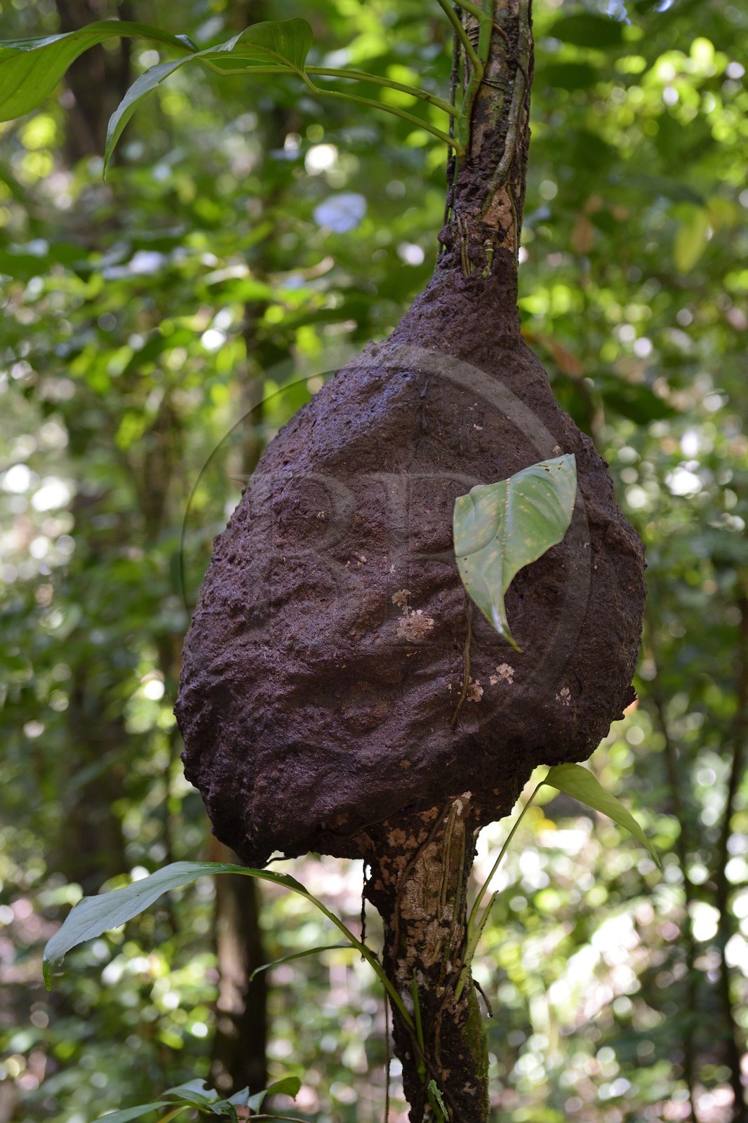 Panama, Chiriqui province, Gulf of Chiriqui National Marine Park, Isla Palenque, termitary in the rainforest