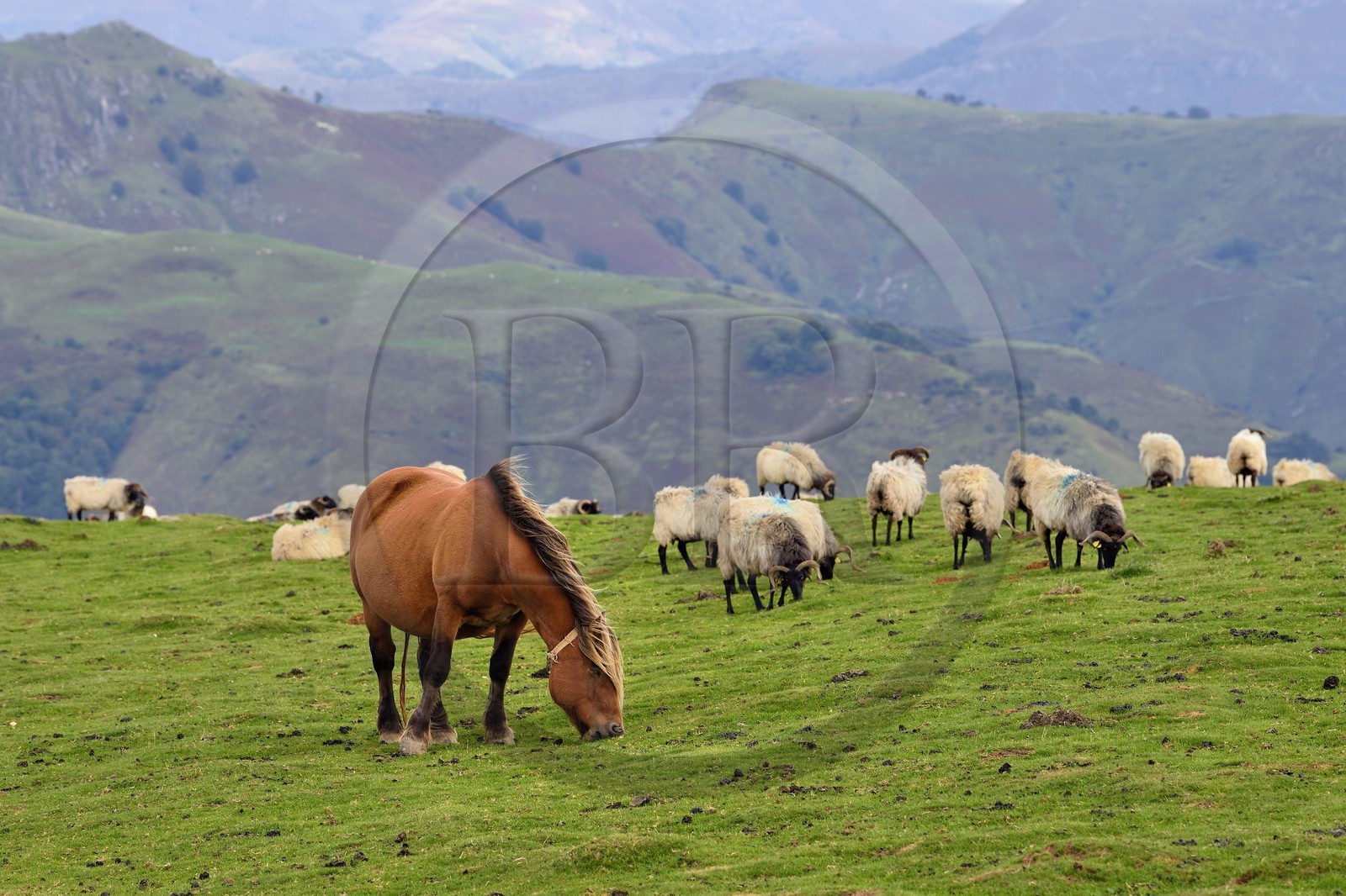 France, Pyrenees Atlantiques, Basque Country, Camino de Santiago (the Way of St. James) on the GR 65 between Saint Jean Pied de Port and Roncesvalles, manech blackhead sheep flock and pottok pony