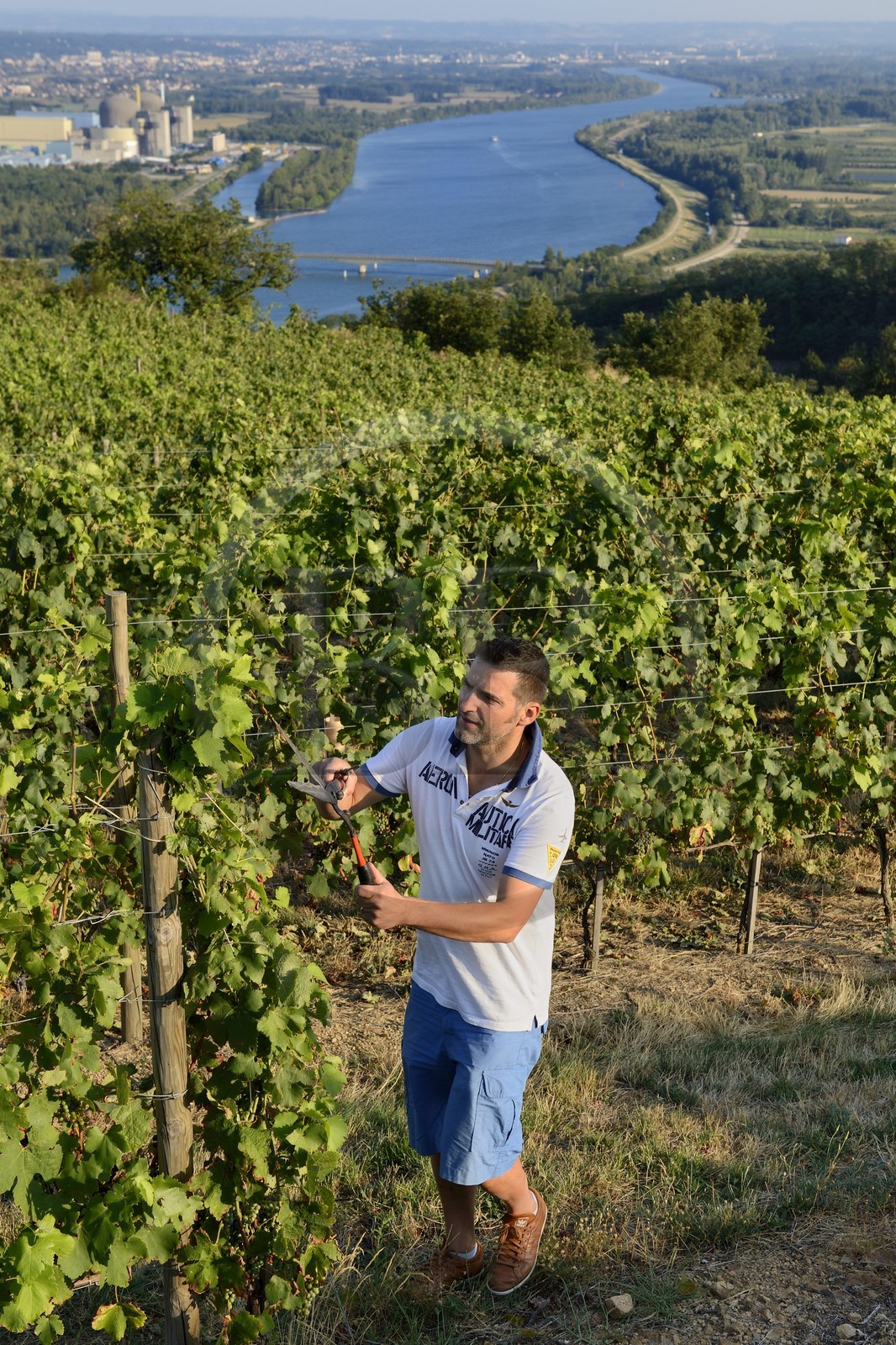 France, Loire, Parc Naturel Regional du Pilat (Natural Regional Park of Pilat), the domaine du Monteillet Stephane Montez, Stephane Montez in his vineyard overlooking the Rhone river