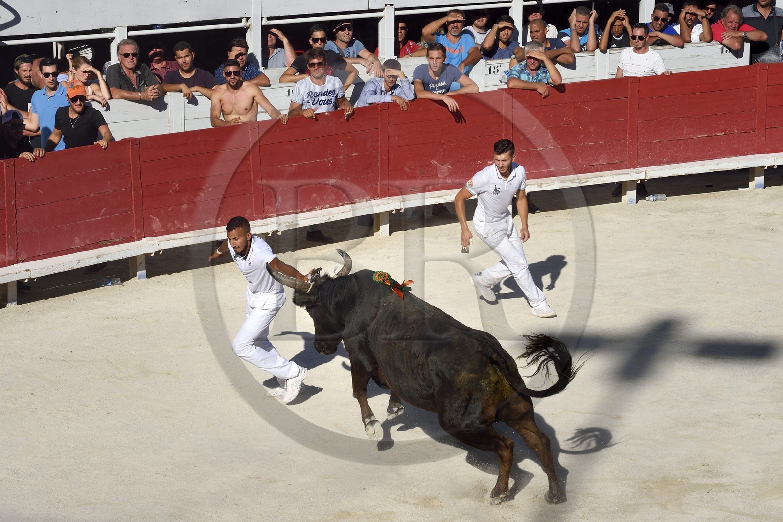 France, Bouches-du-Rhône (13), Arles, la course camarguaise  de la Cocarde d'Or aux Arènes, raseteur tentant d'attraper les attributs primés sur les cornes du taureau