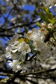 France, Val de Marne, the Marne riverside, Bry-sur-Marne, cherry tree in bloom