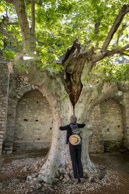 France, Vaucluse (84), Dentelles de Montmirail, le village médiéval de Séguret, labellisé Les Plus Beaux Villages de France, la place des Arceaux où d'énormes platanes plantés vers 1860 entremêlent leurs branches pour former une tonnelle