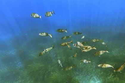 France, Var, Le Rayol Canadel sur Mer, Domaine du Rayol, Jardin des Mediterranees, Conservatoire du Littoral Estate compulsory mention, the marine path, Posidonia herbarium and saupes bank