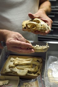 France, Dordogne (24), Périgord Noir, vallée de la Vézère, Les Eyzies-de-Tayac-Sireuil, site classé Patrimoine Mondial de l'UNESCO, Musée National de la Préhistoire, les réserves, crane de Glouton (Gulo gulo) de 600 000 ans provenant du site de l'Escale dans la vallée du Rhone