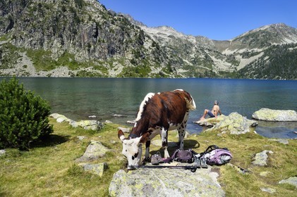 France, Hautes-Pyrénées (65), Saint-Lary-Soulan et Vielle-Aure, Réserve naturelle nationale du Néouvielle, randonnée des lacs du Neouvielle, vaches en estives au lac d'Aubert et repos du randonneur