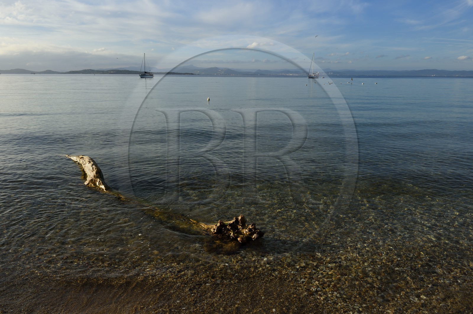 France, Var (83), Iles d'Hyères, parc national de Port Cros, Ile de Porquerolles, plage de la Courtade