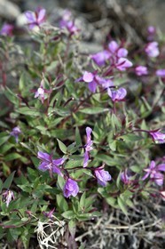 Groenland, cote ouest, Ile de Disko, Qeqertarsuaq, épilobe à feuilles larges (chamerion latifolium), fleur emblématique du pays