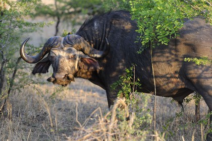 Tanzanie, Reserve de gibier de Selous une des plus grandes zones protégées au monde et inscrite sur la liste du patrimoine mondial de l’Unesco depuis 1982, buffle de savane (Syncerus caffer), toilette par pique-boeuf à bec jaune (Buphagus africanus)