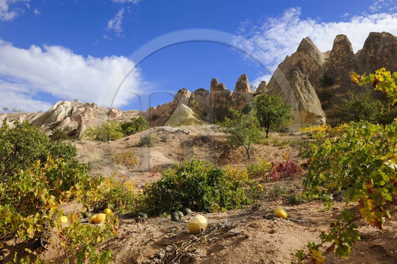 Turquie, Anatolie Centrale, province de Nevsehir, Cappadoce classée Patrimoine Mondial de l'UNESCO, vallon de Kizil Çukur (vallée Rouge) et vignes sur le versant occidental du massif de l'Ak Tepe vers Çavusin
