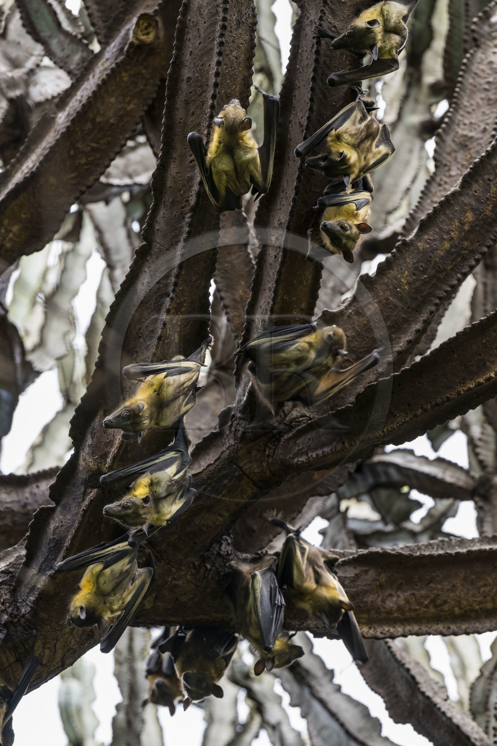 Rwanda, Province de l’Ouest, Karongi (anciennement nommée Kibuye), lac Kivu, Ile Napoléon ou Tembabagoyi, Roussette paillée africaine ou Roussette des palmiers africaine ou Roussette jaune (Eidolon helvum) dans un Euphorbe candélabre