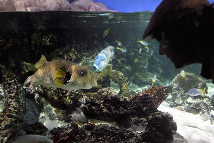 France, Charente-Maritime, La Rochelle, Aquarium La Rochelle, Compulsory Mention, Indo-Pacific zone, the lagoon,  white-spotted puffer (Arothron hispidus) and humphead wrasse (Cheilinus undulatus) in the background