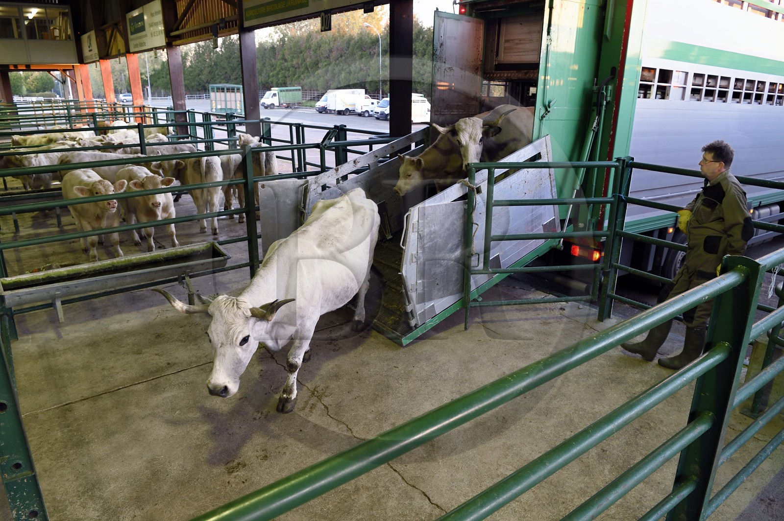 France, Seine-Maritime (76), Forges-les-eaux, marché couvert aux bestiaux, les vaches descendent du camion dans les boxes à l'aube
