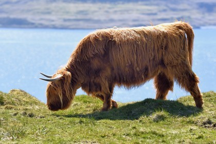 Royaume-Uni, Ecosse, Highland, Hébrides intérieures, Ile de Mull, vache de race Highland