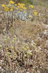 France, Bouches-du-Rhône (13), Marseille, Parc National des Calanques, Archipel des Iles du Frioul, Ile de Pomègues