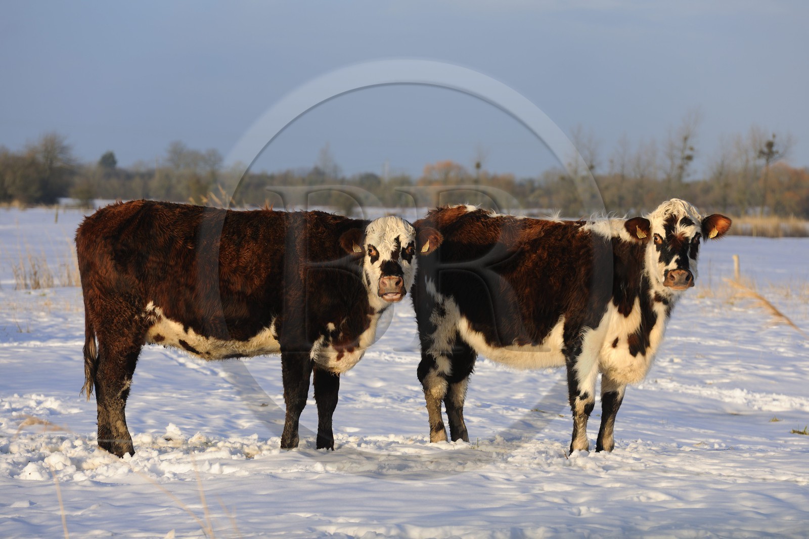 France, Manche, Cotentin, Sainte Marie du Mont, marshes of Grand Vey, cows