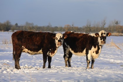 France, Manche (50), Cotentin, Sainte-Marie-du-Mont, marais du Grand Vey, vaches