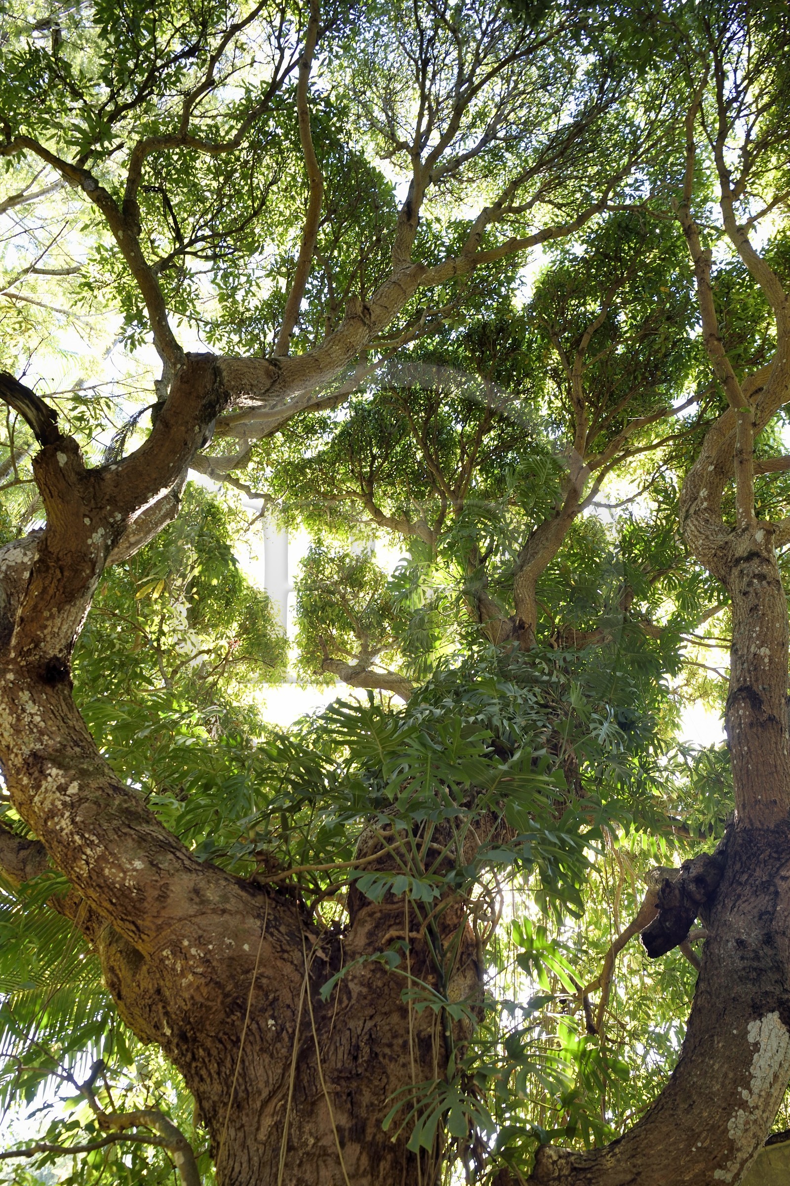 France, Ile de la Reunion, Bérive les Hauts, domaine Isautier Bérive dans les hauts de Saint-Pierre, manguier bicentenaire