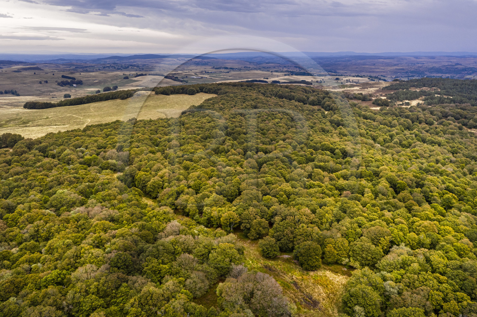 France, Cantal (15), Parc naturel régional de l'Aubrac, plateau de l'Aubrac, Saint-Urcize, forêt du Pas de Mathieu, vestige de la hêtraie originale de l'Aubrac (vue aérienne)