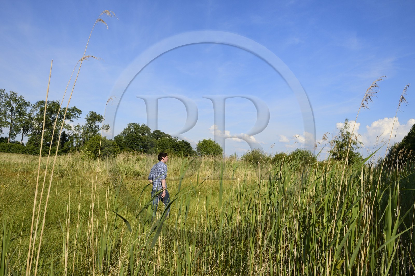 France, Bas Rhin, the Ried towards Herbsheim, the wet meadows