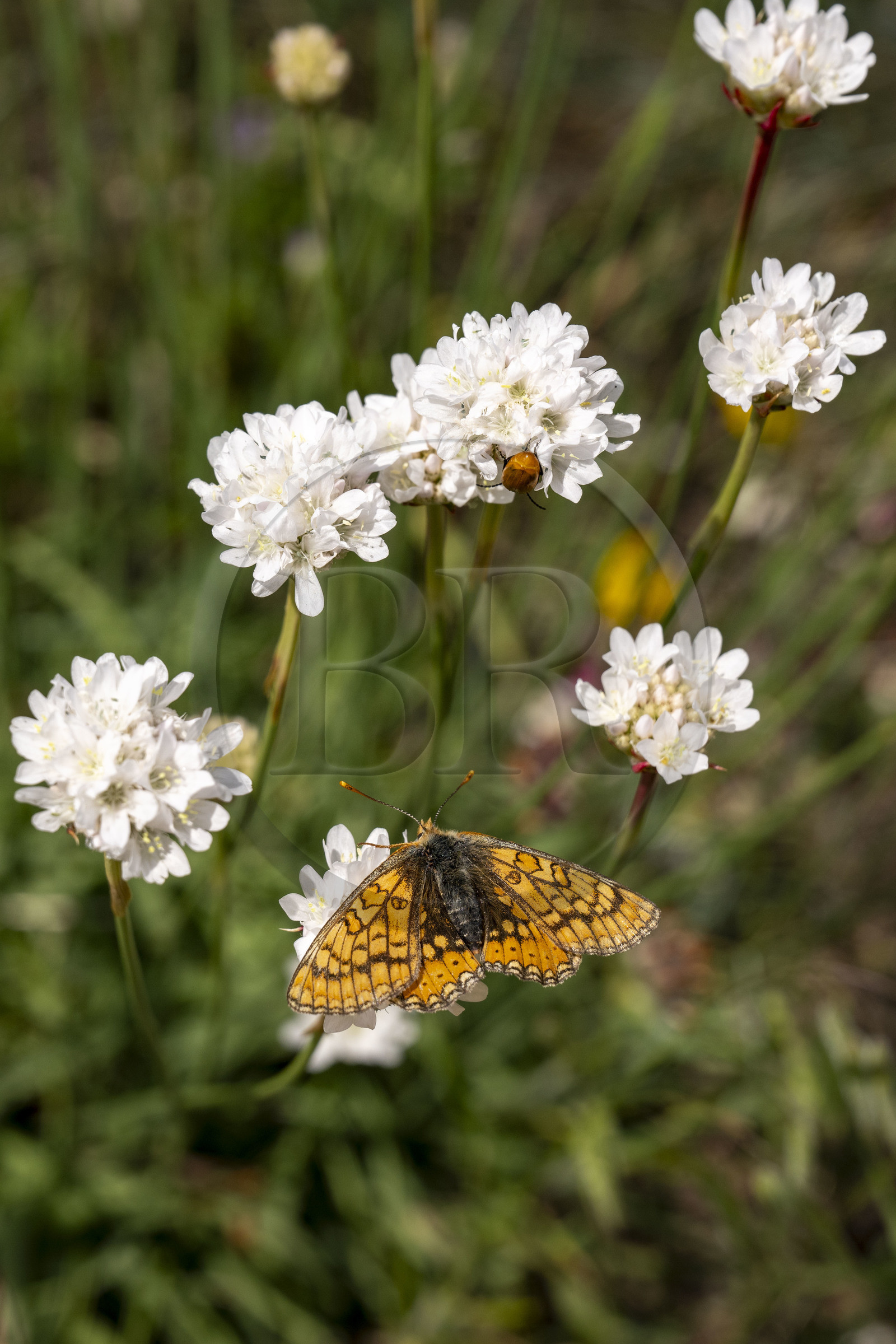 France, Vaucluse (84), Dentelles de Montmirail, crêtes de Saint-Amand, papillon damier de la succise (Euphydryas aurinia) posé sur une armérie des sables (Armeria arenaria)
