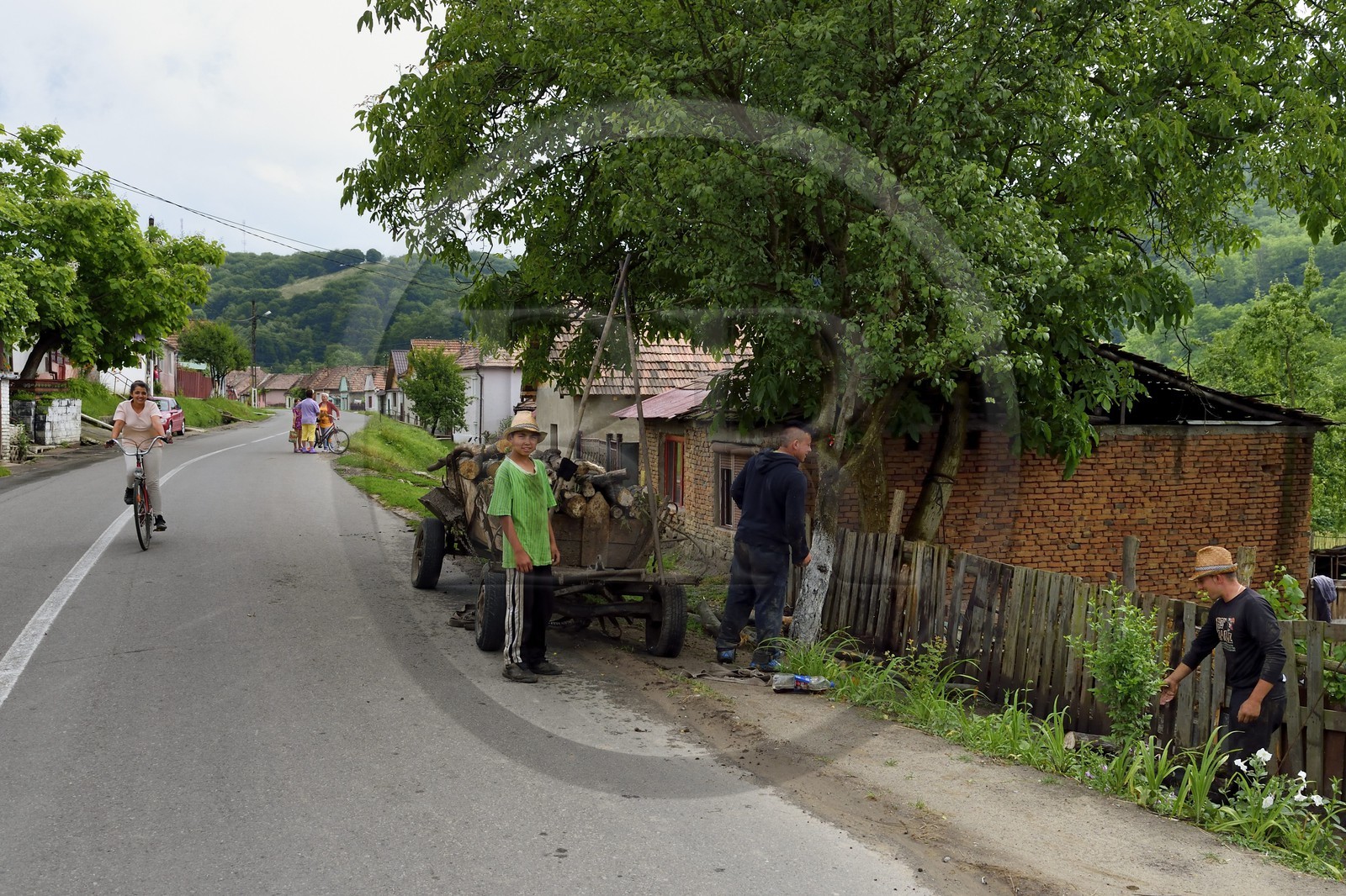 Roumanie, Transylvanie, Valea Viilor (en allemand Wurmloch), déchargement de buches de bois d'un chariot