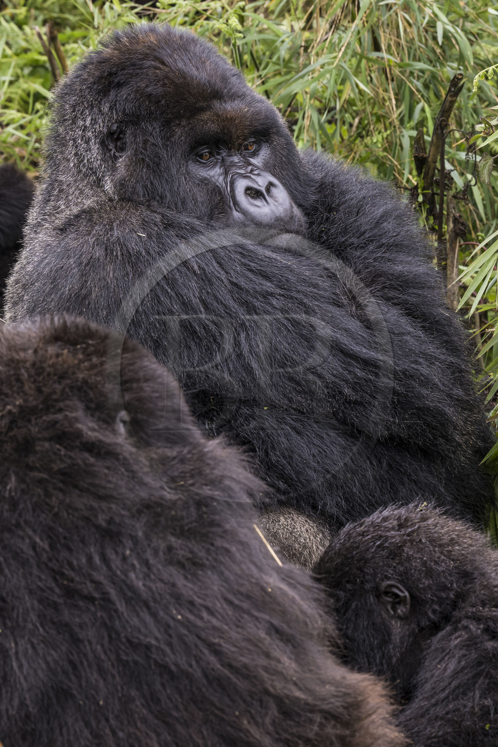 Rwanda, North Province, Volcanoes National Park in the chain of the Virunga Mountains, Mount Karisimbi, mountain gorilla (Gorilla beringei beringei), silverback named Impuzamahanga who is the dominant male of the Susa group