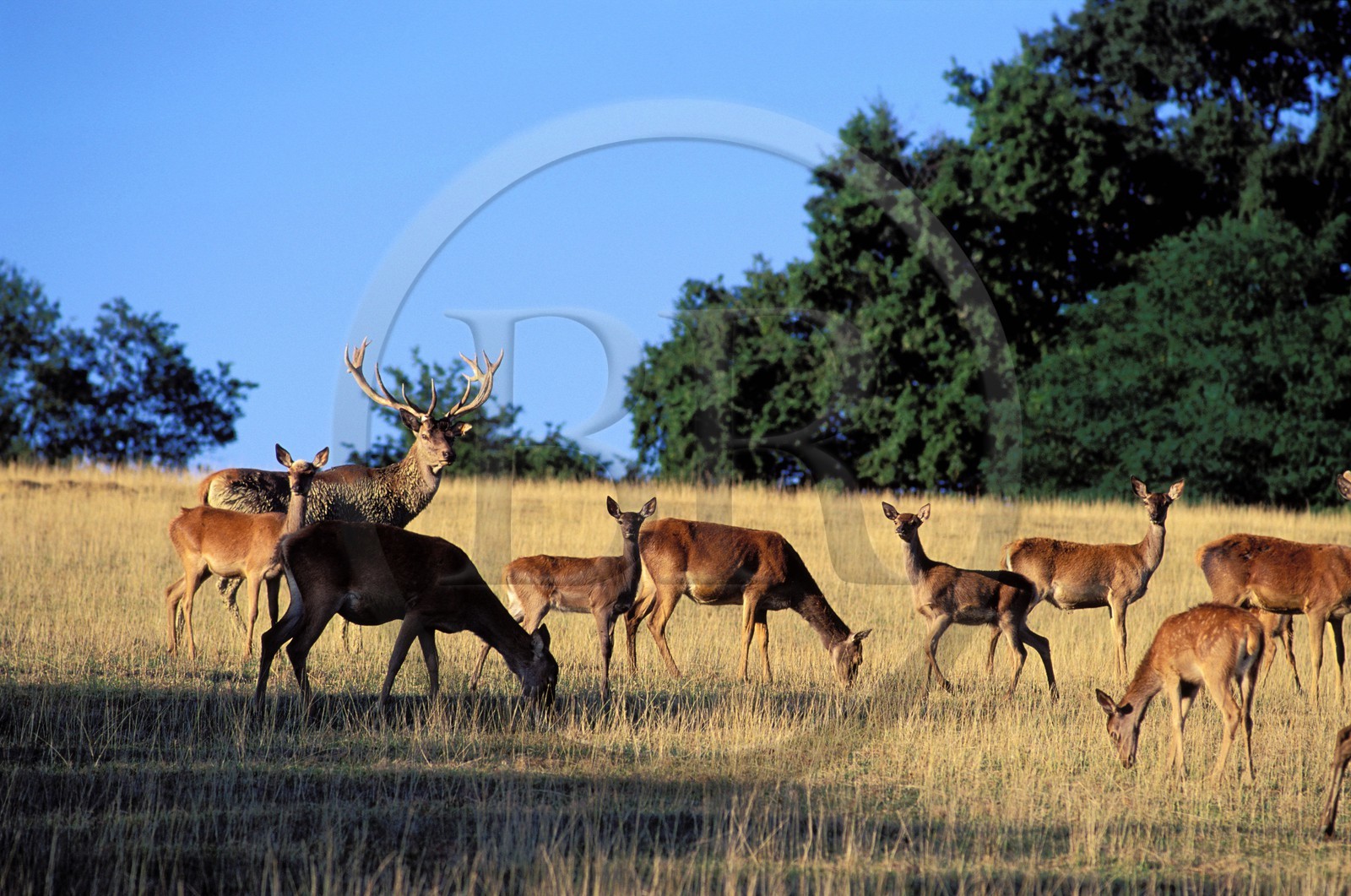 France, Gers (32), élevage de biches et de cerfs au Houga
