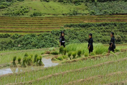 Vietnam, province de Lao Cai, région de Sapa, vallée de Ta Phin, culture de rizières en terrasses, femmes de la minorité Hmong Noir effectuant le repiquage du riz