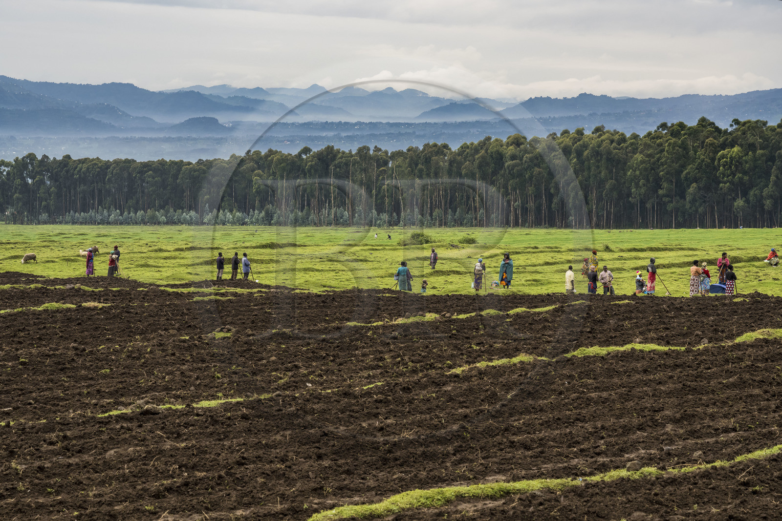 Rwanda, Province du Nord, District de Musanze, Kinigi, paysans travaillant dans les champs, une forêt d'eucalyptus en arrière plan