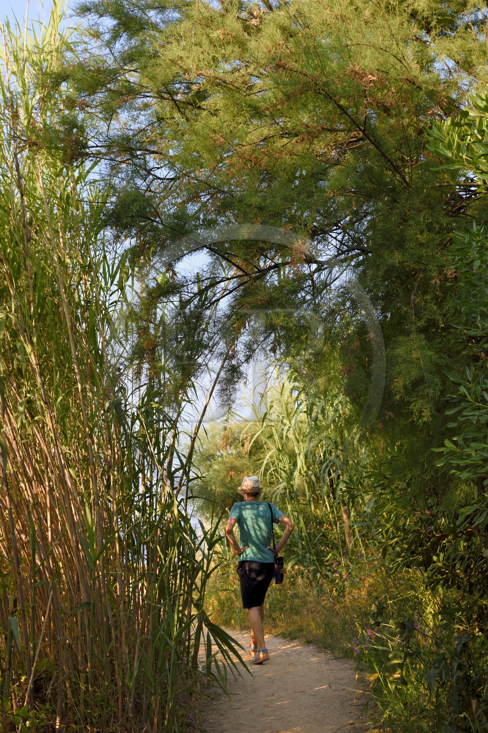 France, Var, Saint-Tropez, the Graniers path