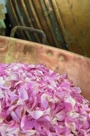 France, Alpes-Maritimes, Pont du Loup at Tourrettes-sur-Loup, Confiserie Florian, rose petals
