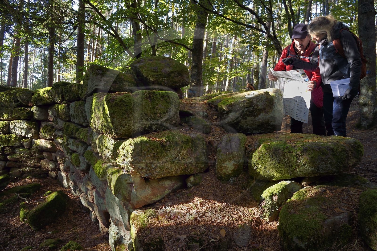 France, Bas Rhin, Mont Saint Odile, hike along the Pagan Wall, vestige of a wall probably from the Merovingian period with a total length of eleven kilometers