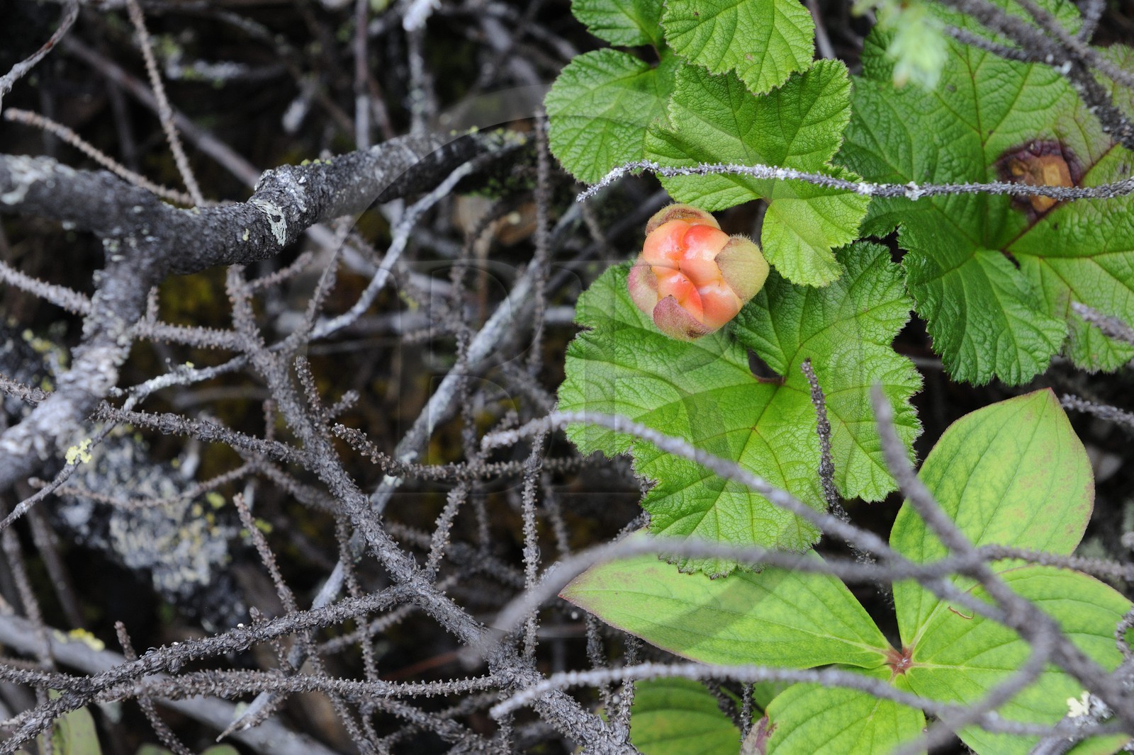 Canada, Quebec Province, North Coast, Havre-Saint-Pierre, Mingan Archipelago National Park in the Gulf of St Lawrence, Boreal forest, the Chicouti