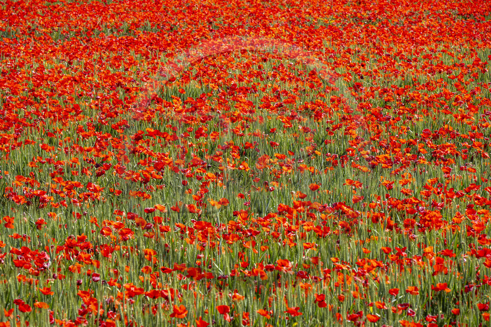 France, Bouches-du-Rhône (13), Mallemort, champ de coquelicots