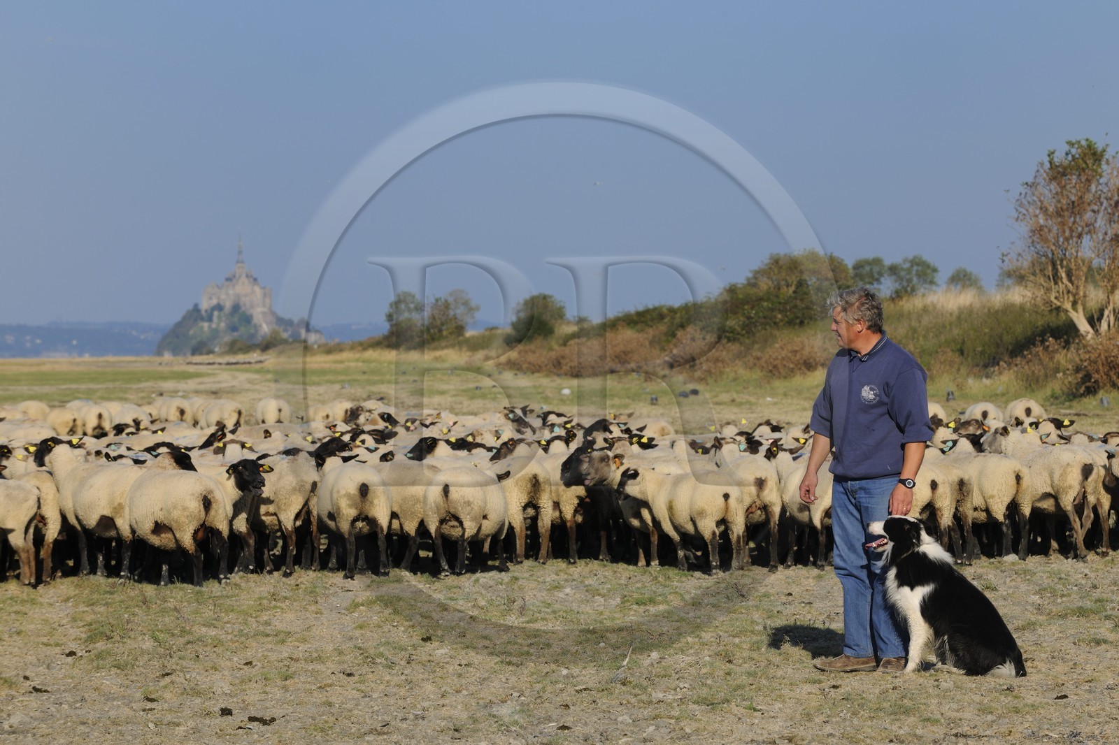 France, Ille-et-Vilaine (35), les herbus ou prés salés du Mont-Saint-Michel, l'éleveur de moutons de près salés Yannick Frain