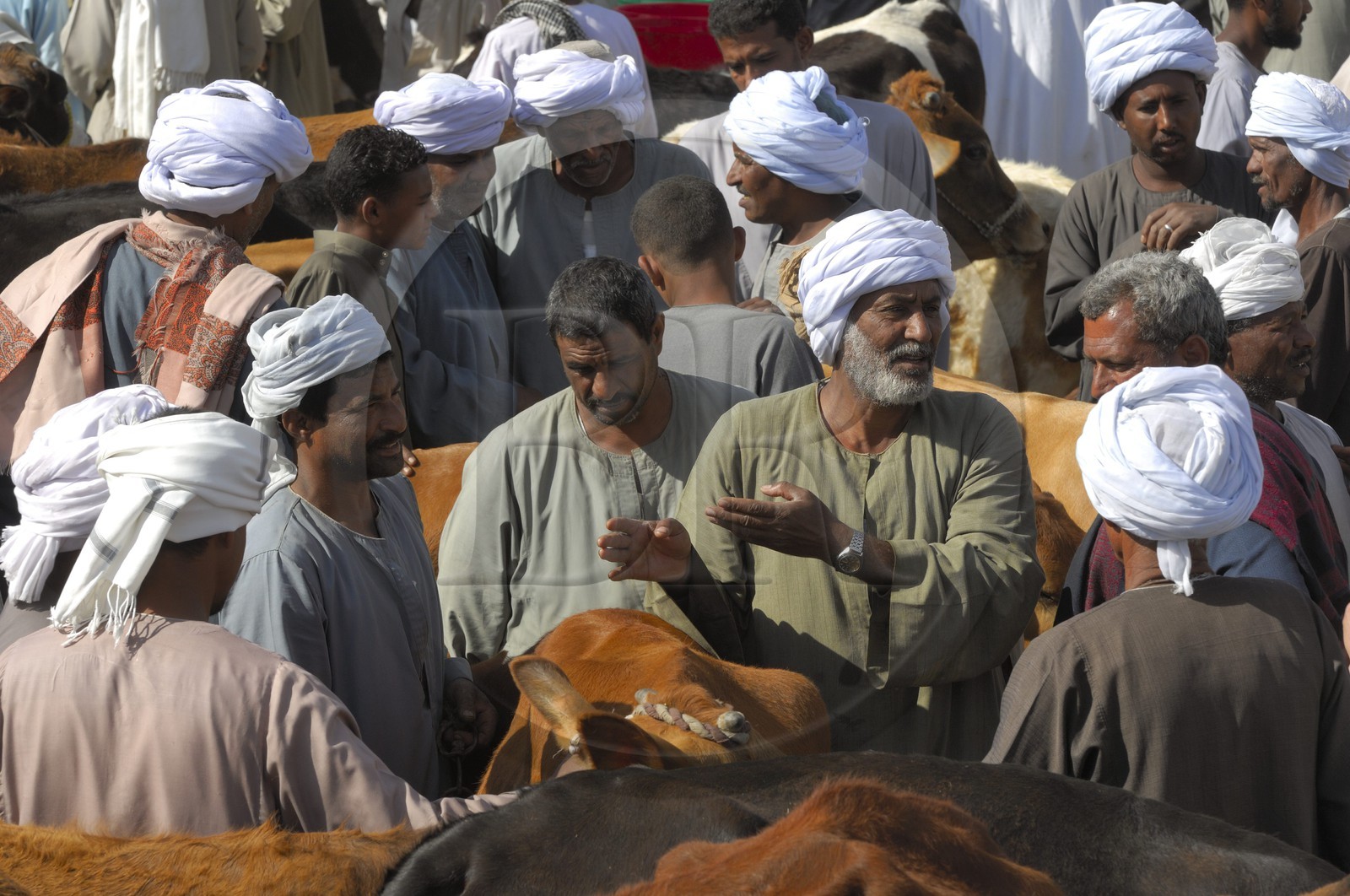 Egypt, Upper Egypt, Daraw in North Aswan, cows market