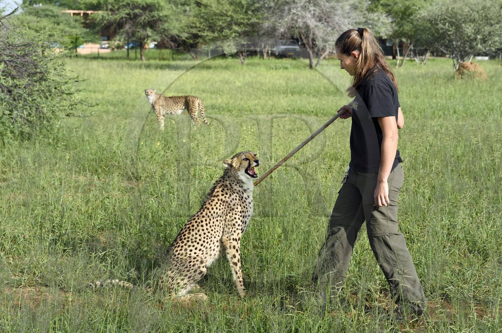 Namibie, Otjiwarongo, Cheetah Conservation Fund, centre de recherche et d'éducation, guépard (Acinonyx jubatus), récompense donnée en échange du leurre que le guépard a chassé, l'exercice a pour but de le garder en forme