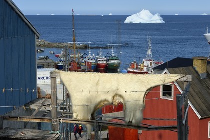 Groenland, cote ouest, baie de Baffin, Upernavik, peau d'un ours polaire séchant au soleil