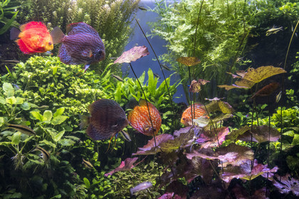 Espagne, Catalogne, Barcelone, Port Vell, l'aquarium, poissons discus (Symphysodon discus)