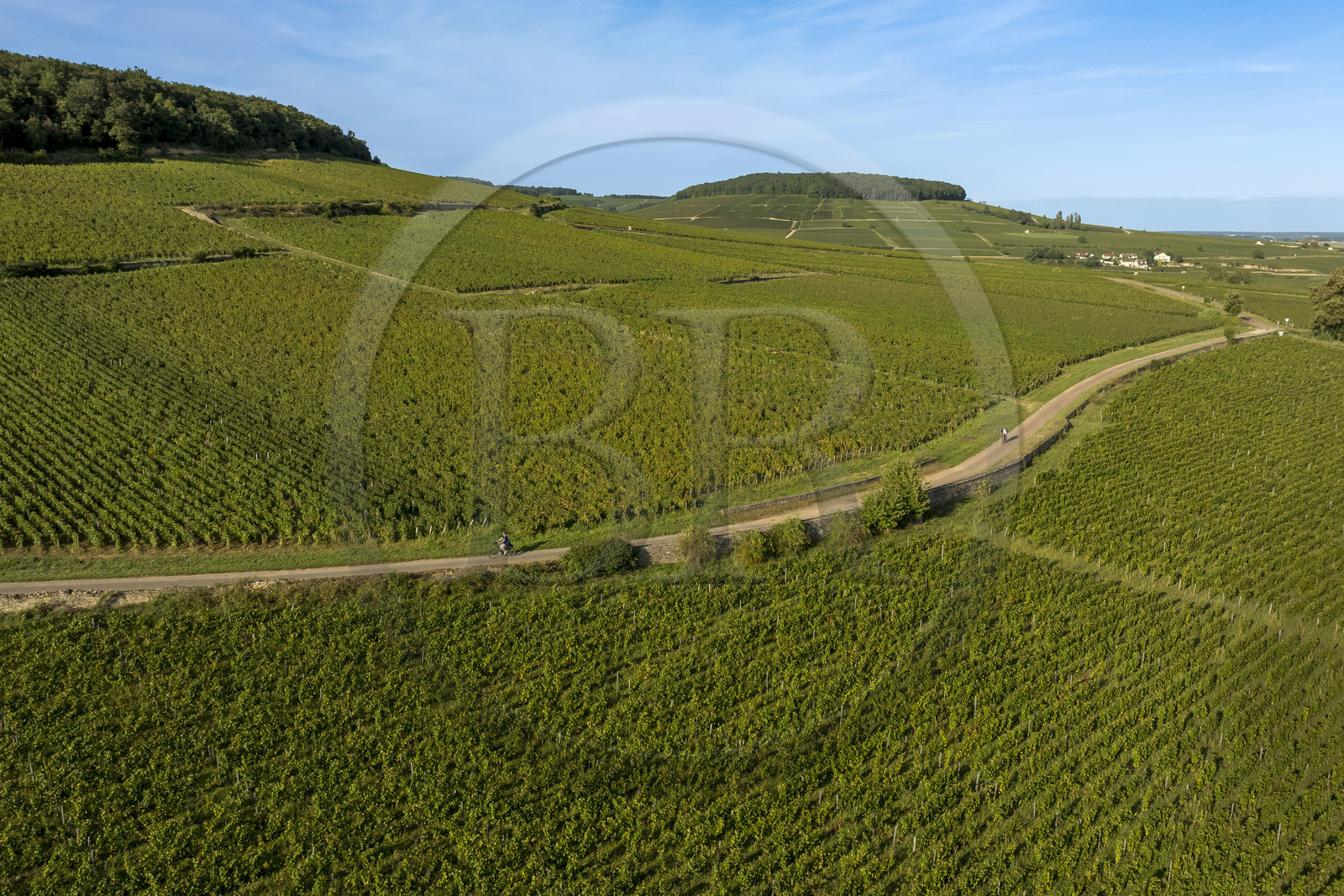 France, Cote d'Or, Climats terroirs of Burgundy listed as World Heritage by UNESCO, Route des Grands Crus, Cote de Beaune vineyard, Savigny-les-Beaune, cyclists in the vineyard (aerial view)