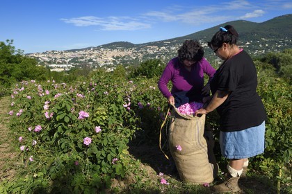 France, Alpes-Maritimes, Grasse, Centifolia rose picking in the horticulturist Constant Viale flower field by the Gypsy Nini Lafleur (purple vest)