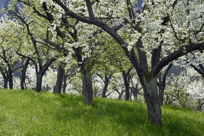 France, Meuse (55), Parc régional de Lorraine, Cotes de Meuse, Saint-Maurice-sous-les-Cotes, mirabelliers en fleur
