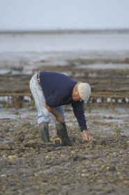 France, Charente-Maritime (17), Ile Madame, pêche à pied