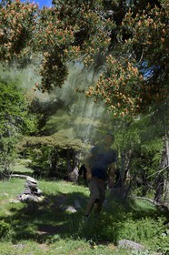 France, Alpes-Maritimes (06), parc national du Mercantour, Haute-Vésubie, vallon de la Gordolasque, Pin sylvestre (Pinus sylvestris)